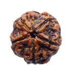 Collector 5 Mukhi Rudraksha Nepal - (23.13 MM) - (Rudrapuja)