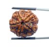 Collector 5 Mukhi Rudraksha Nepal - (23.13 MM) - (Rudrapuja)
