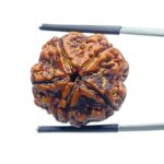 Collector 5 Mukhi Rudraksha Nepal - (23.13 MM) - (Rudrapuja)