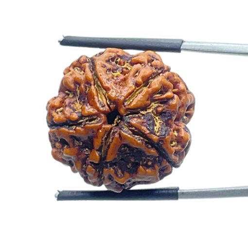 Collector 5 Mukhi Rudraksha Nepal - (23.13 MM) - (Rudrapuja)