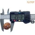 Collector 5 Mukhi Rudraksha Nepal - (23.13 MM) - (Rudrapuja)