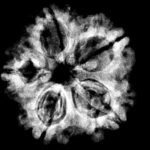 Collector 5 Mukhi Rudraksha Nepal - (23.63 MM) - (Rudrapuja)