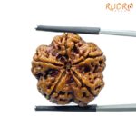 Collector 5 Mukhi Rudraksha Nepal - (23.63 MM) - (Rudrapuja)