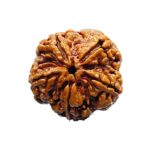 Collector 5 Mukhi Rudraksha Nepal - (23.63 MM) - (Rudrapuja)