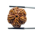 Collector 5 Mukhi Rudraksha Nepal - (23.63 MM) - (Rudrapuja)