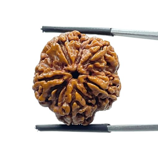 Collector 5 Mukhi Rudraksha Nepal - (23.63 MM) - (Rudrapuja)