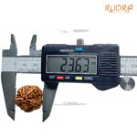 Collector 5 Mukhi Rudraksha Nepal - (23.63 MM) - (Rudrapuja)