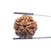 Collector 5 Mukhi Rudraksha Nepal - (23.88 MM )