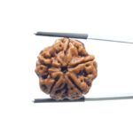 Collector 5 Mukhi Rudraksha Nepal - (23.88 MM )