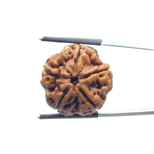 Collector 5 Mukhi Rudraksha Nepal - (23.88 MM )
