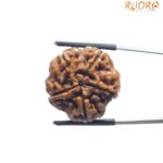 Collector 5 Mukhi Rudraksha Nepal - (23.88 MM )