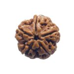 Collector 5 Mukhi Rudraksha Nepal - (23.88 MM )