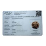 Collector 5 Mukhi Rudraksha Nepal - (23.88 MM )