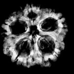 Collector 5 Mukhi Rudraksha Nepal - (24.35 mm)