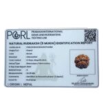 Collector 5 Mukhi Rudraksha Nepal - (24.35 mm)