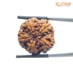 Collector 5 Mukhi Rudraksha Nepal - (24.35 mm)