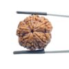 Collector 5 Mukhi Rudraksha Nepal - (24.35 mm)