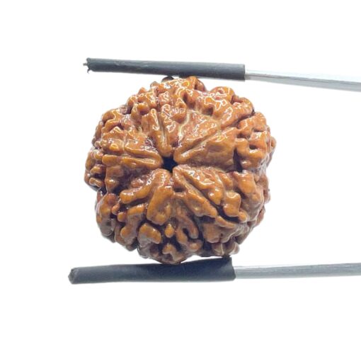 Collector 5 Mukhi Rudraksha Nepal - (24.35 mm)