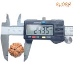Collector 5 Mukhi Rudraksha Nepal - (24.35 mm)