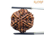 Collector 6 Mukhi Nepal Rudraksha - (23.28 MM ) - (Rudrapuja)