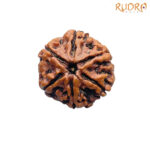Collector 6 Mukhi Nepal Rudraksha - (23.28 MM ) - (Rudrapuja)