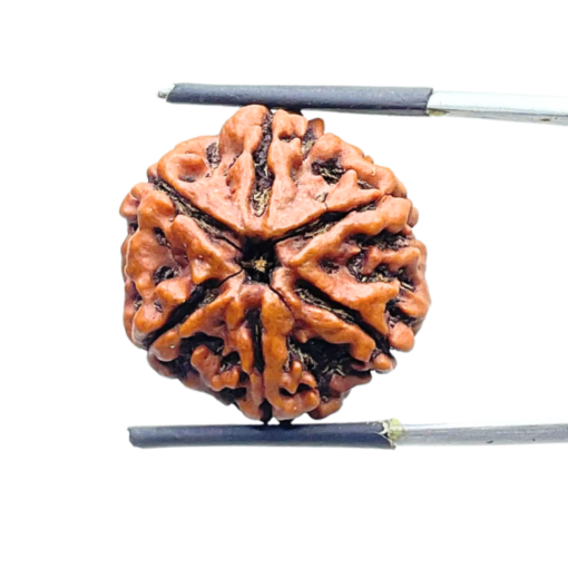 Collector 6 Mukhi Nepal Rudraksha - (23.28 MM ) - (Rudrapuja)