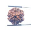 Collector 6 Mukhi Nepal Rudraksha - (24.00 MM )