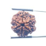 Collector 6 Mukhi Nepal Rudraksha - (24.00 MM )