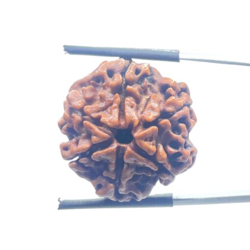 Collector 6 Mukhi Nepal Rudraksha - (24.00 MM )
