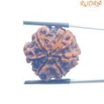 Collector 6 Mukhi Nepal Rudraksha - (24.00 MM )