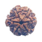 Collector 6 Mukhi Nepal Rudraksha - (24.00 MM )
