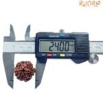 Collector 6 Mukhi Nepal Rudraksha - (24.00 MM )