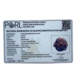 Collector 6 Mukhi Nepal Rudraksha - (24.00 MM )