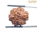 Collector 6 Mukhi Rudraksha Nepal (23.30 mm )