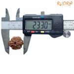Collector 6 Mukhi Rudraksha Nepal (23.30 mm )