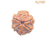 Collector 6 Mukhi Rudraksha Nepal (23.30 mm )