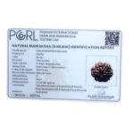 Collector 6 Mukhi Rudraksha Nepal (23.30 mm )