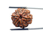 Collector 6 Mukhi Rudraksha Nepal (23.30 mm )