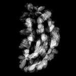 Ek Mukhi Rudraksha Small ( 22.60 Mm )