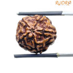 Five Mukhi Hanuman - (18.80 mm)
