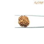 Four-Mukhi-Rudraksha-Nepal-20.97-MM-BP-C.jpg