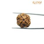 Four-Mukhi-Rudraksha-Nepal-20.97-Mm-Lp-C.jpg
