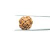 Four-Mukhi-Rudraksha-Nepal-20.97-Mm-Mp-C.jpg