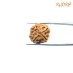 Four-Mukhi-Rudraksha-Nepal-20.97-Mm-Rp-C.jpg