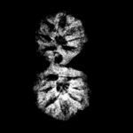 Gaurishankar Indonesian Rudraksha - 15.64 MM