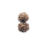 Gaurishankar Indonesian Rudraksha - 15.64 Mm