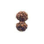 Gaurishankar Indonesian Rudraksha - 15.97 Mm