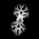 Gaurishankar Indonesian Rudraksha - 16.29 MM