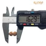 Gaurishankar Indonesian Rudraksha - 16.29 Mm