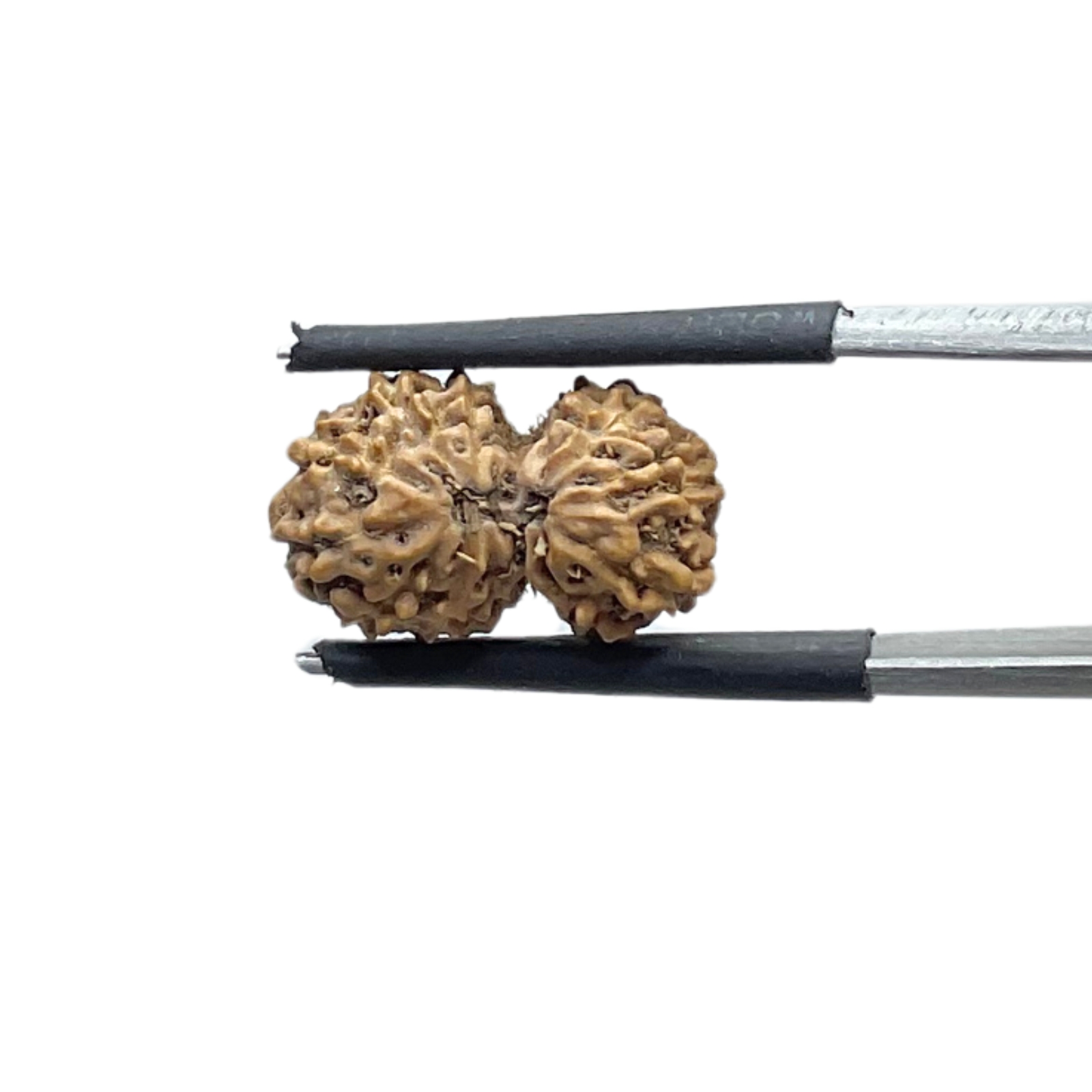 Gaurishankar Indonesian Rudraksha - 16.29 MM